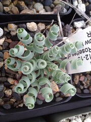 Albuca concordiana