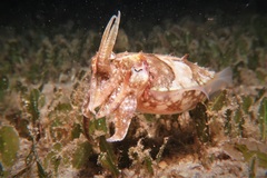 Sepia plangon