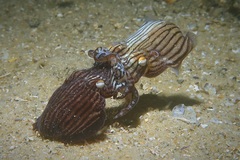 Sepioloidea lineolata