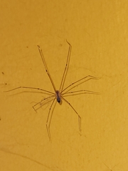 Crossopriza lyoni