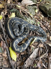 Morelia spilota