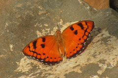 Euthalia nais