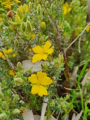 Hibbertia