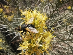 Paradejeania rutilioides
