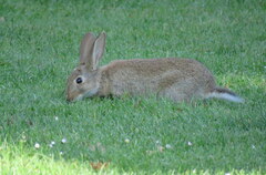 Oryctolagus cuniculus cuniculus