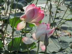 Nelumbo nucifera