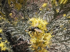 Paradejeania rutilioides