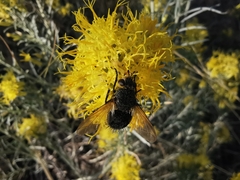 Paradejeania rutilioides