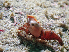 Spirontocaris prionota