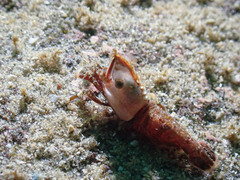 Spirontocaris prionota