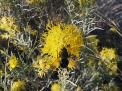 Paradejeania rutilioides
