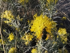 Paradejeania rutilioides