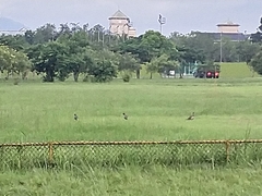 Phasianus colchicus formosanus