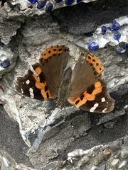 Vanessa indica