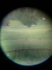 Phasianus colchicus formosanus