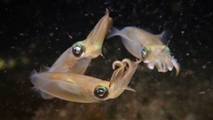 Sepioteuthis australis