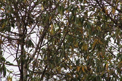 Ptiliogonys cinereus