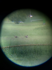 Phasianus colchicus formosanus