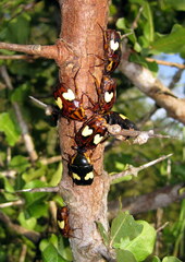Pedinorrhina trivittata