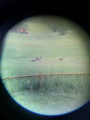 Phasianus colchicus formosanus