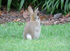 Oryctolagus cuniculus cuniculus