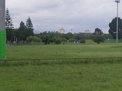 Phasianus colchicus formosanus