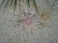 Harenactis attenuata