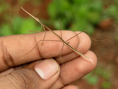 Schizocephala bicornis