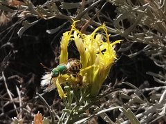 Agapostemon texanus
