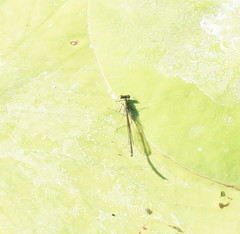 Austrocnemis splendida