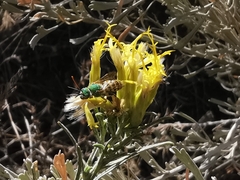 Agapostemon texanus