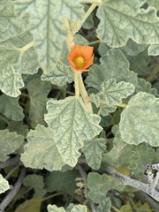 Sphaeralcea ambigua