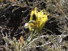 Agapostemon texanus