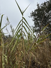 Arundo