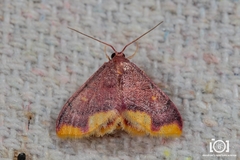 Lophosis labeculata