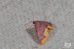 Lophosis labeculata