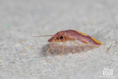 Lophosis labeculata