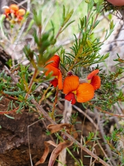 Dillwynia hispida