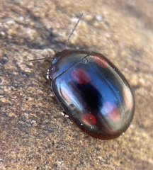 Paropsisterna octosignata