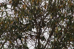 Ptiliogonys cinereus