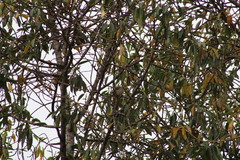 Ptiliogonys cinereus