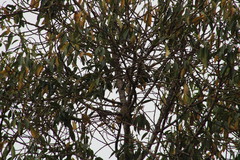 Ptiliogonys cinereus