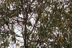 Ptiliogonys cinereus