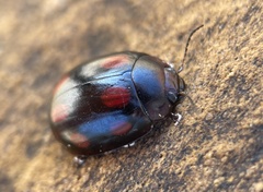 Paropsisterna octosignata