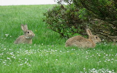 Oryctolagus cuniculus cuniculus