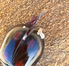 Paropsisterna octosignata