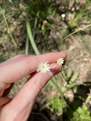 Hypochaeris albiflora