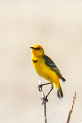 Epthianura crocea