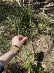 Hypochaeris albiflora