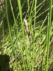 Phonognatha graeffei